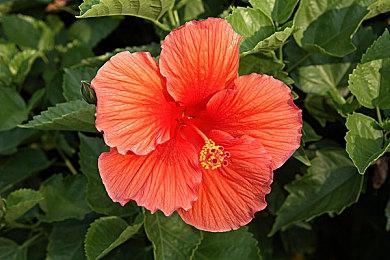 好评合作恐怖《R.E.P.O.》官方路线 将登陆主机支持跨平台